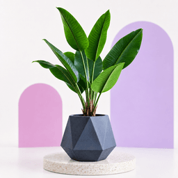 Planters